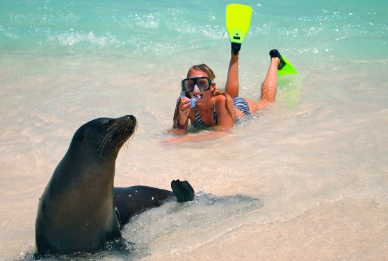 galapagos sea lions