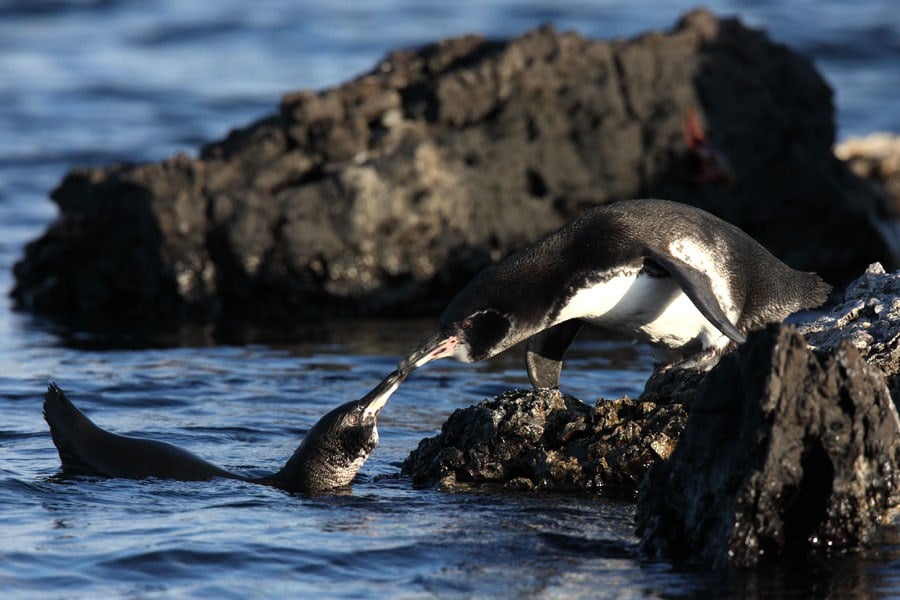 The Galapagos Penguin