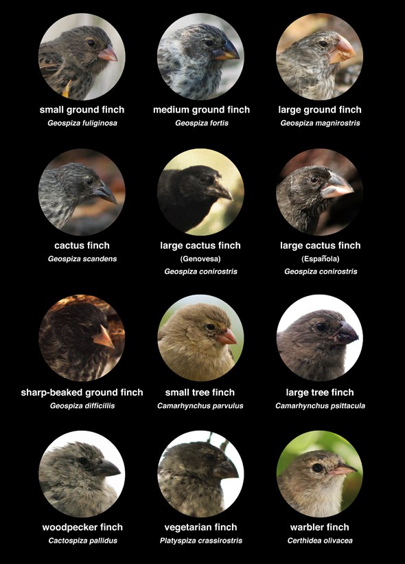 Darwin's finches