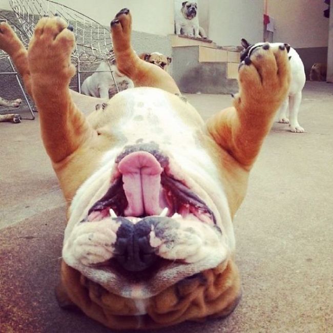 These Beautiful Bulldog Puppies Will Make You Melt (54 pics)