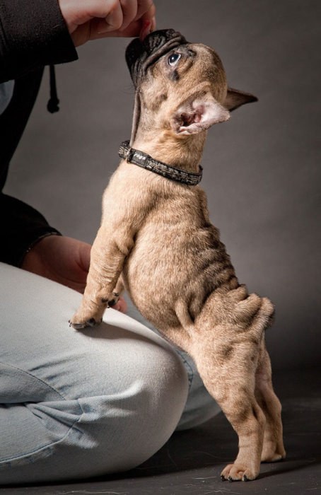 These Beautiful Bulldog Puppies Will Make You Melt (54 pics)