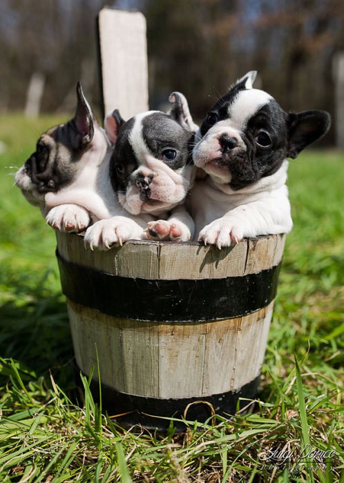 These Beautiful Bulldog Puppies Will Make You Melt (54 pics)