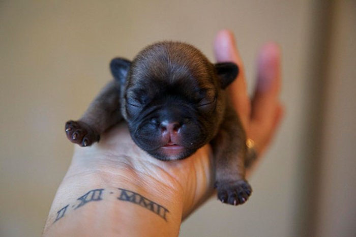 These Beautiful Bulldog Puppies Will Make You Melt (54 pics)