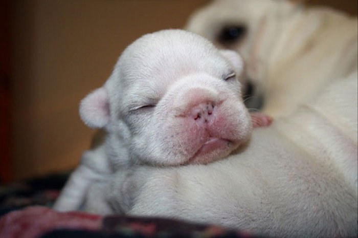 These Beautiful Bulldog Puppies Will Make You Melt (54 pics)