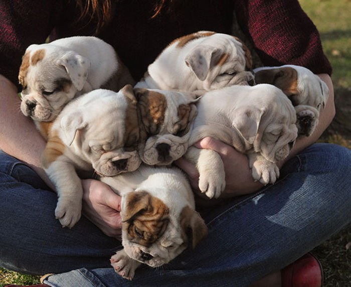 These Beautiful Bulldog Puppies Will Make You Melt (54 pics)