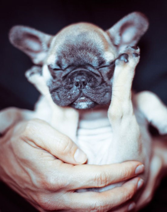 These Beautiful Bulldog Puppies Will Make You Melt (54 pics)