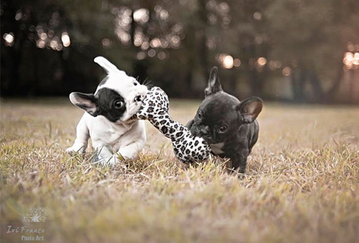 These Beautiful Bulldog Puppies Will Make You Melt (54 pics)