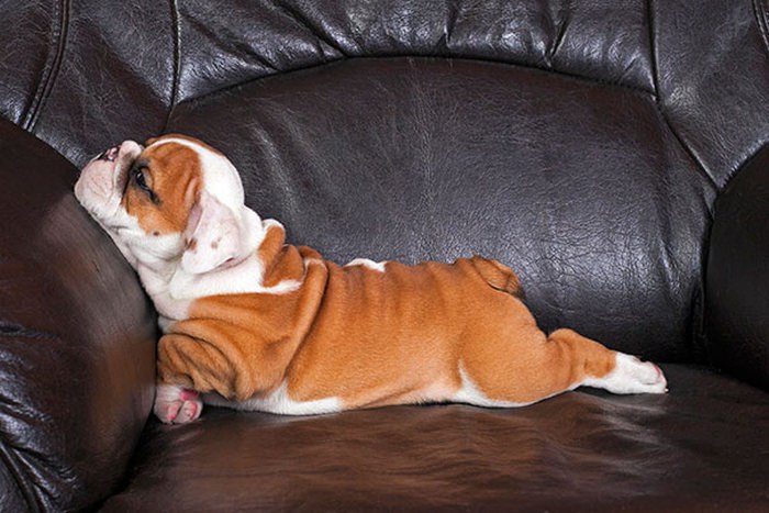 These Beautiful Bulldog Puppies Will Make You Melt (54 pics)