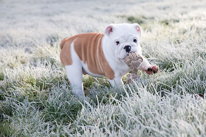 These Beautiful Bulldog Puppies Will Make You Melt (54 pics)