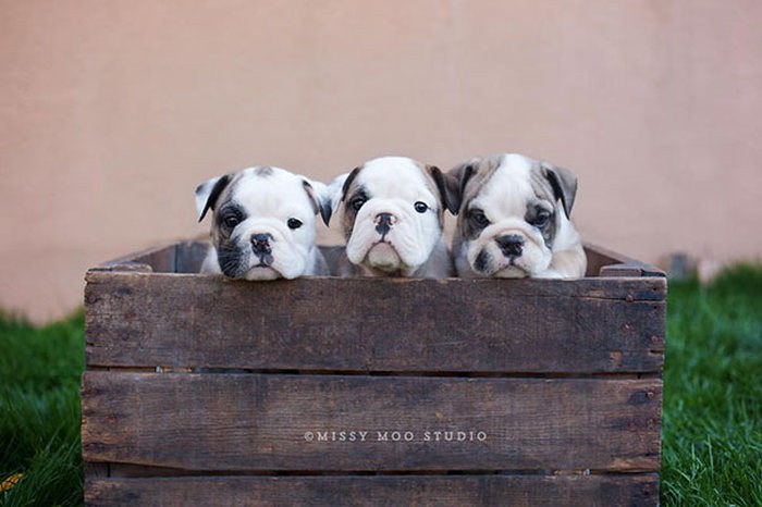 These Beautiful Bulldog Puppies Will Make You Melt (54 pics)