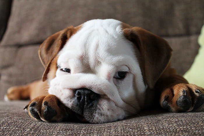 These Beautiful Bulldog Puppies Will Make You Melt (54 pics)
