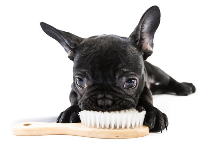 These Beautiful Bulldog Puppies Will Make You Melt (54 pics)