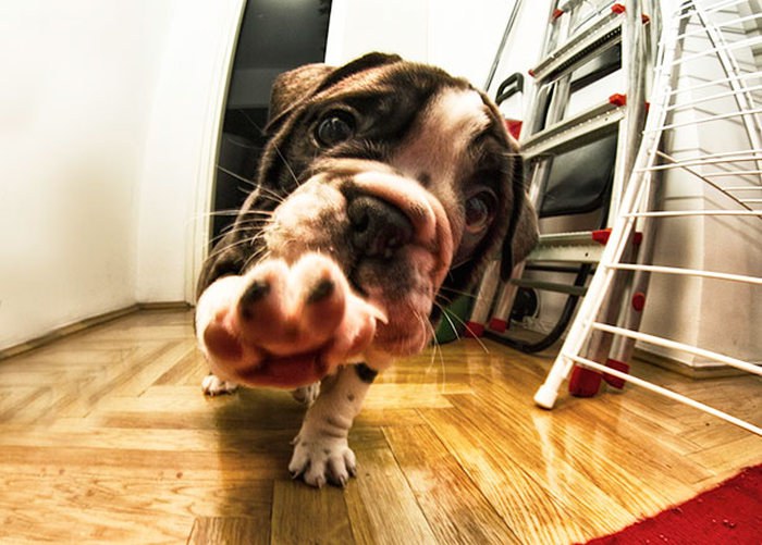 These Beautiful Bulldog Puppies Will Make You Melt (54 pics)