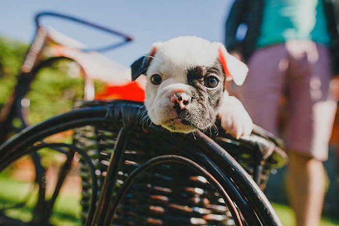 These Beautiful Bulldog Puppies Will Make You Melt (54 pics)