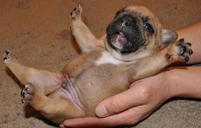 These Beautiful Bulldog Puppies Will Make You Melt (54 pics)