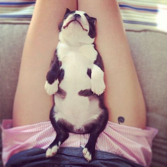 These Beautiful Bulldog Puppies Will Make You Melt (54 pics)