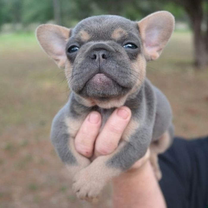These Beautiful Bulldog Puppies Will Make You Melt (54 pics)