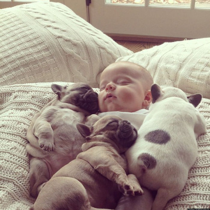 These Beautiful Bulldog Puppies Will Make You Melt (54 pics)