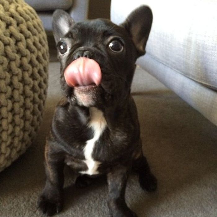 These Beautiful Bulldog Puppies Will Make You Melt (54 pics)