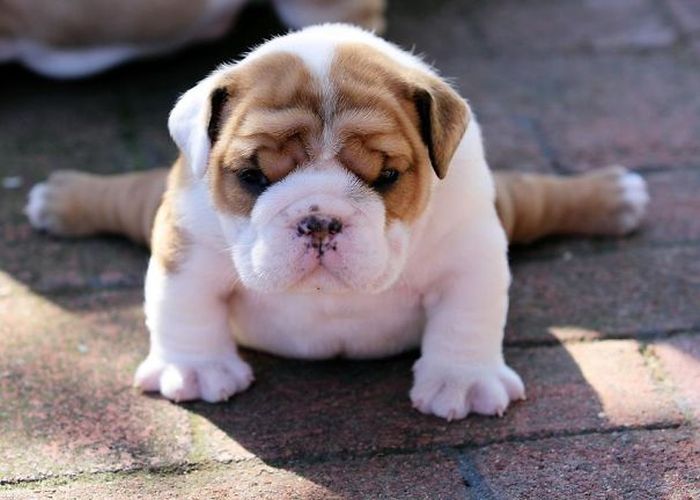 These Beautiful Bulldog Puppies Will Make You Melt (54 pics)