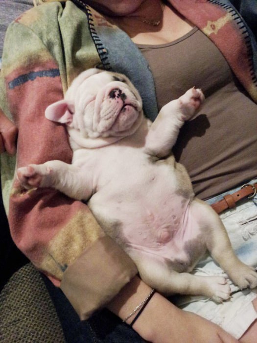 These Beautiful Bulldog Puppies Will Make You Melt (54 pics)