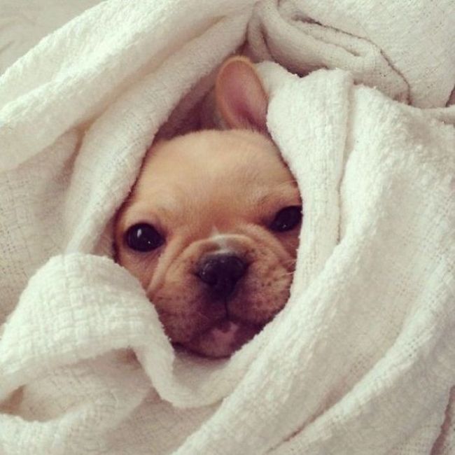 These Beautiful Bulldog Puppies Will Make You Melt (54 pics)