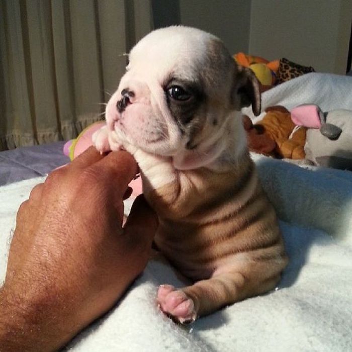 These Beautiful Bulldog Puppies Will Make You Melt (54 pics)