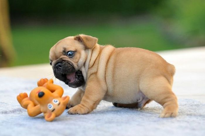 These Beautiful Bulldog Puppies Will Make You Melt (54 pics)
