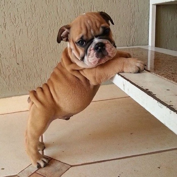 These Beautiful Bulldog Puppies Will Make You Melt (54 pics)