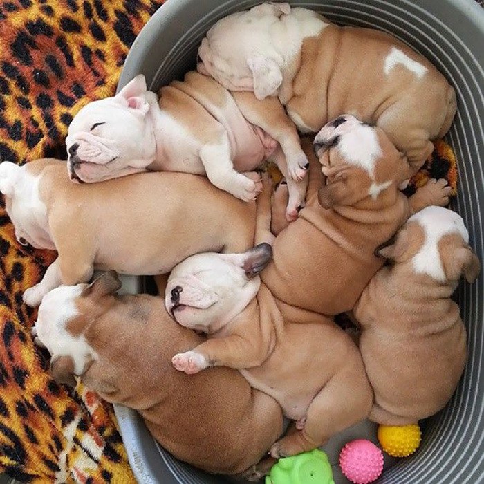 These Beautiful Bulldog Puppies Will Make You Melt (54 pics)