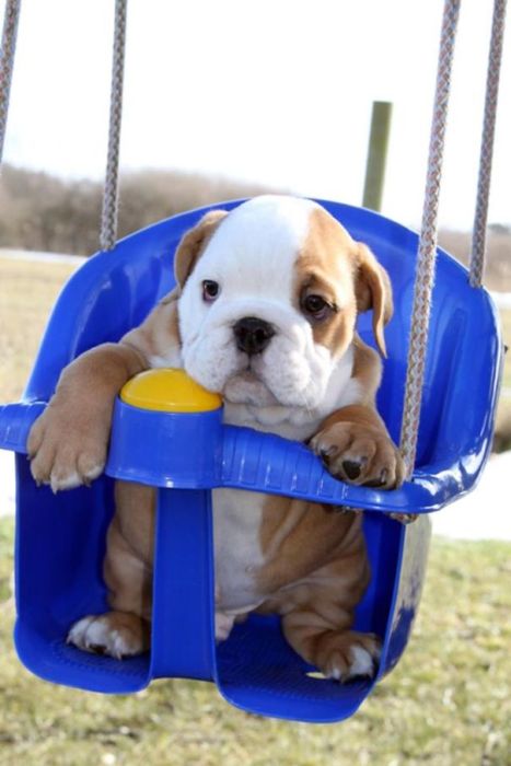 These Beautiful Bulldog Puppies Will Make You Melt (54 pics)