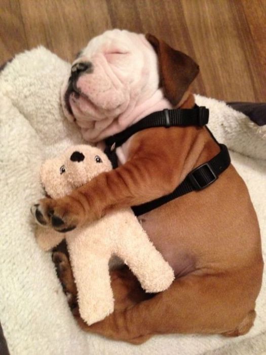 These Beautiful Bulldog Puppies Will Make You Melt (54 pics)