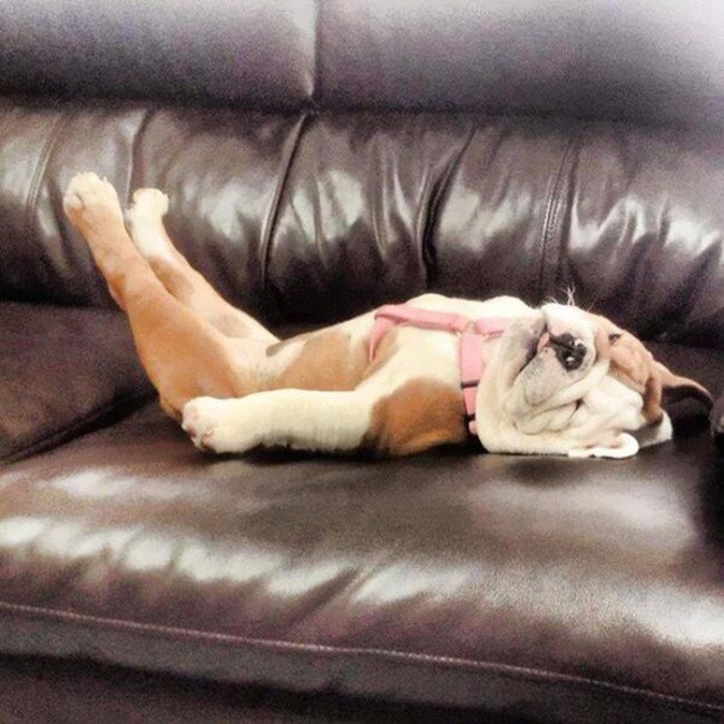 These Beautiful Bulldog Puppies Will Make You Melt (54 pics)