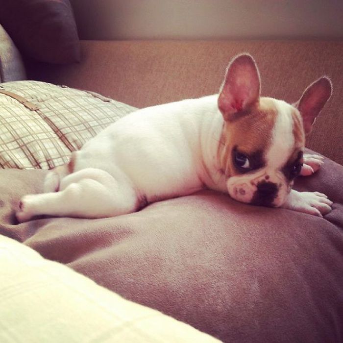 These Beautiful Bulldog Puppies Will Make You Melt (54 pics)