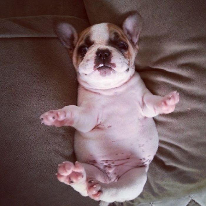 These Beautiful Bulldog Puppies Will Make You Melt (54 pics)