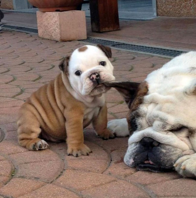 These Beautiful Bulldog Puppies Will Make You Melt (54 pics)