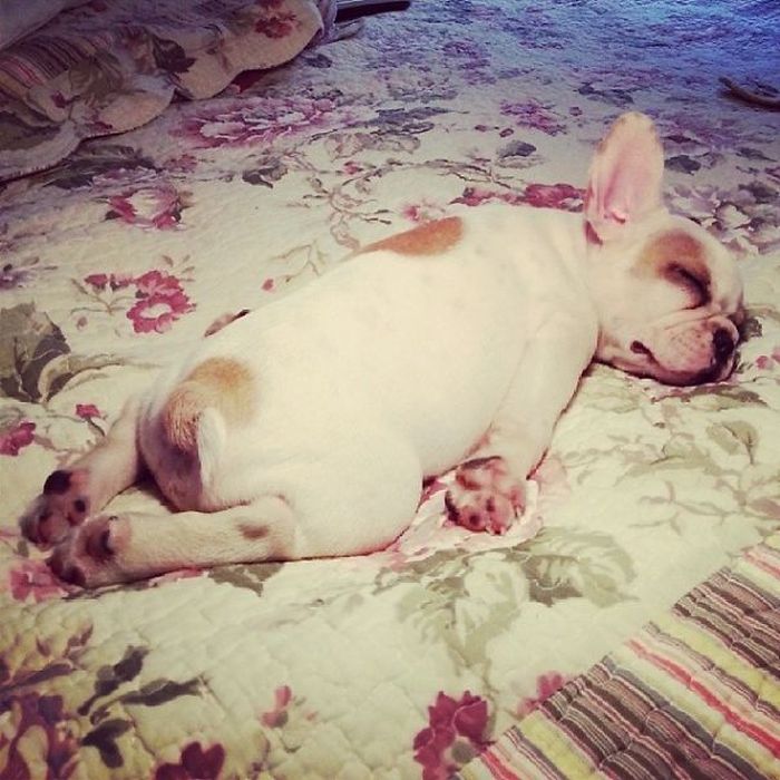 These Beautiful Bulldog Puppies Will Make You Melt (54 pics)