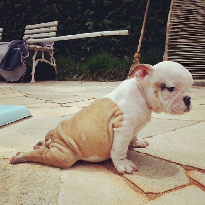 These Beautiful Bulldog Puppies Will Make You Melt (54 pics)