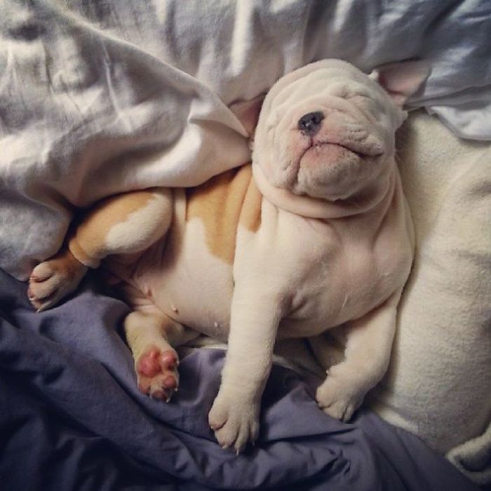 These Beautiful Bulldog Puppies Will Make You Melt (54 pics)