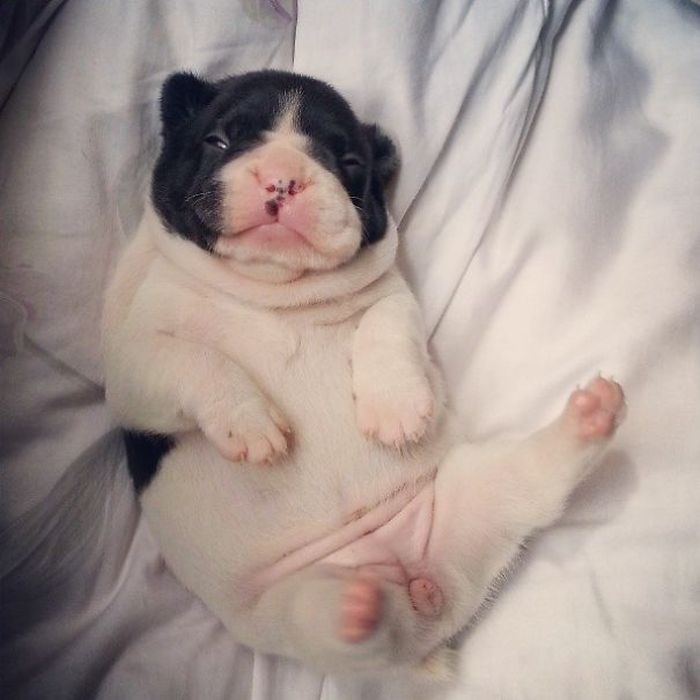 These Beautiful Bulldog Puppies Will Make You Melt (54 pics)