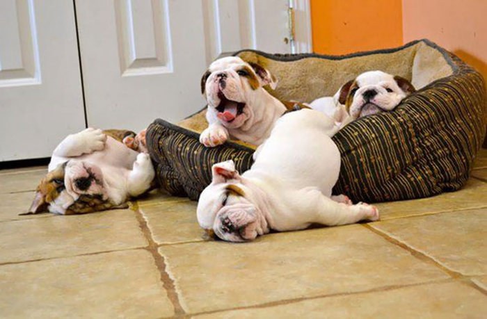 These Beautiful Bulldog Puppies Will Make You Melt (54 pics)