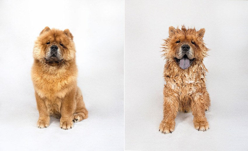 little-g_chow-chow