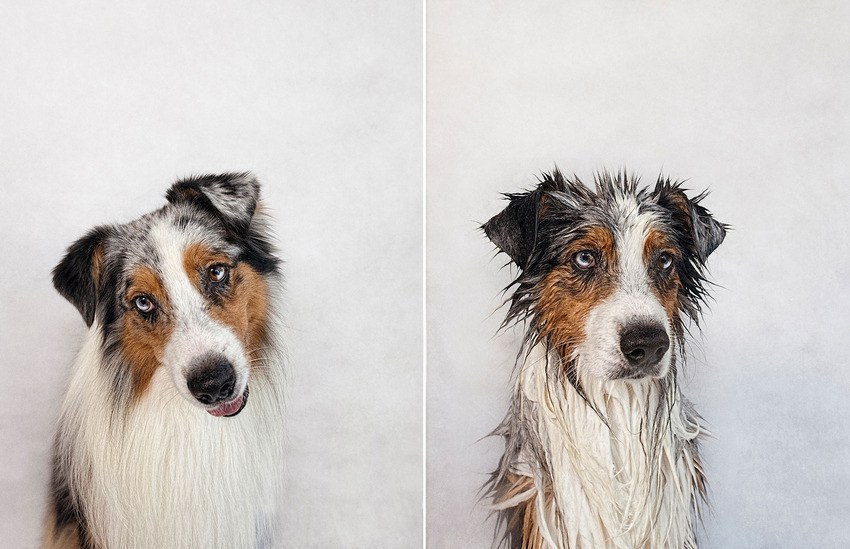 hudson_australian-shepherd