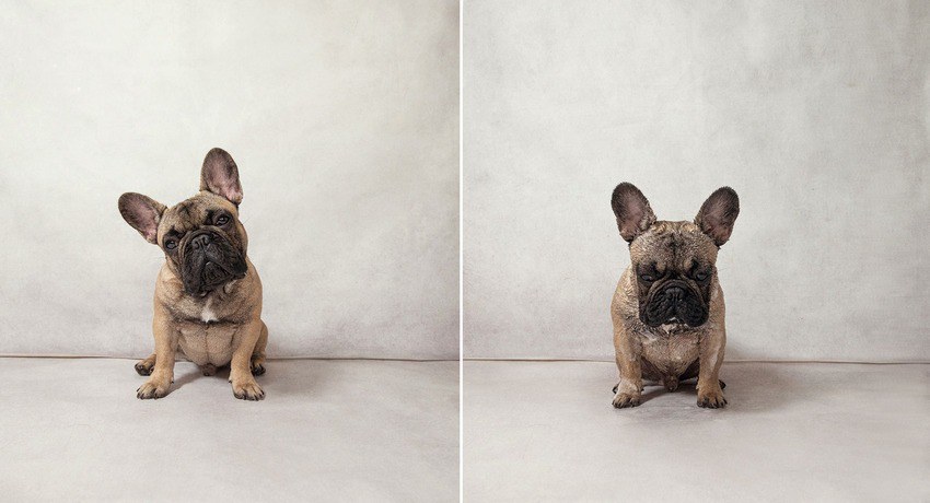 garfunkel_french-bulldog