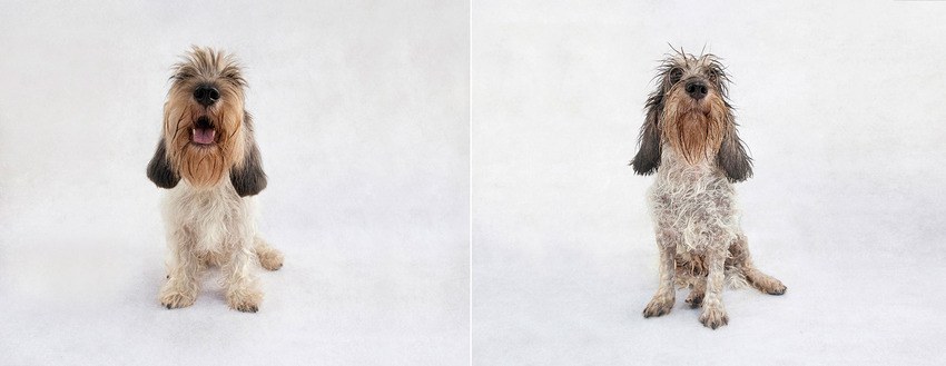 angelica_petit-basset1