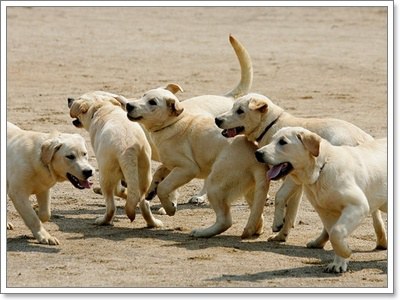 Dogilike.com :: 20 เรื่องจริงสุดทึ่งของน้องหมา ไม่รู้ไม่ได้แล้ววววว!