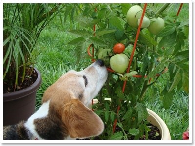 Dogilike.com :: 20 เรื่องจริงสุดทึ่งของน้องหมา ไม่รู้ไม่ได้แล้ววววว!