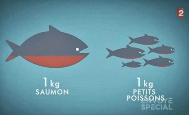 ความอันตรายของการบริโภคปลาเเซลมอล