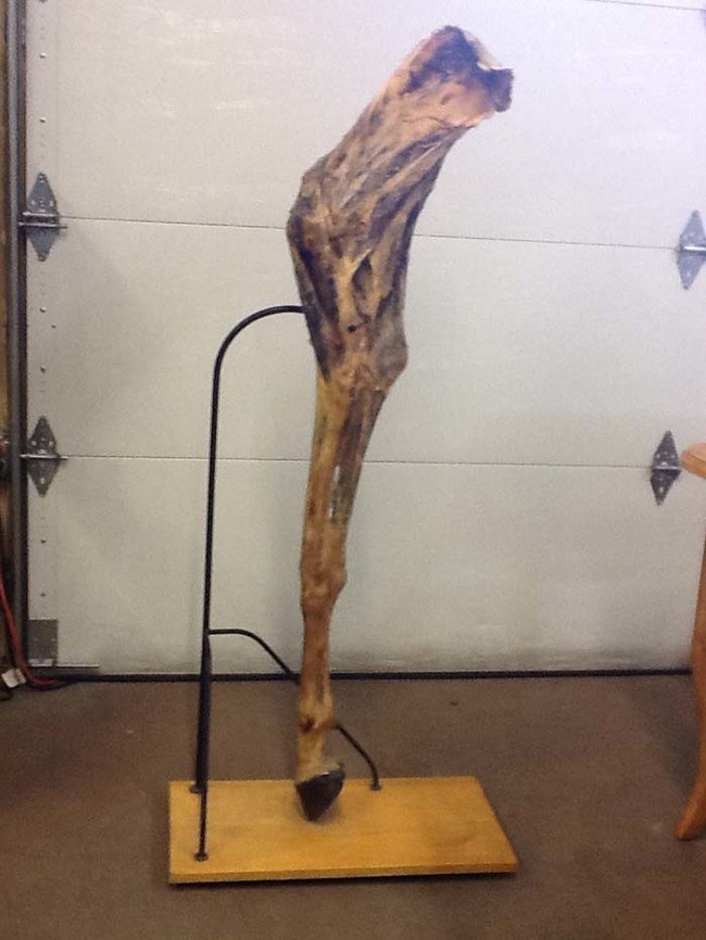 ขาม้าที่เก็บรักษาไว้อย่างเต็มที่