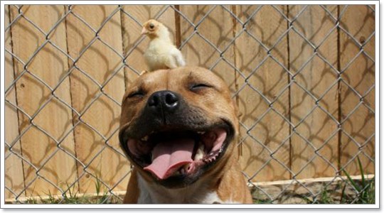 Dogilike.com :: สุดยอดเทคนิค! ขจัดปัญหาการเลี้ยงน้องหมาร่วมกับสัตว์ตัวอื่น